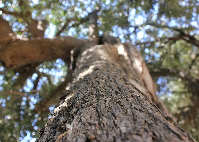 דירה 10185b אורביץ